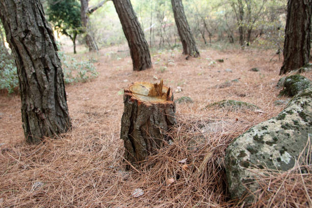 Professional Tree Removal Services in Amargosa Valley, NV