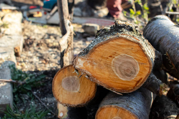 Mulching Services in Amargosa Valley, NV